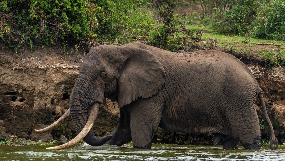 Ινδία: Επτά ελέφαντες σκοτώθηκαν κατά τη σύγκρουση επιβατικού τρένου με κοπάδι