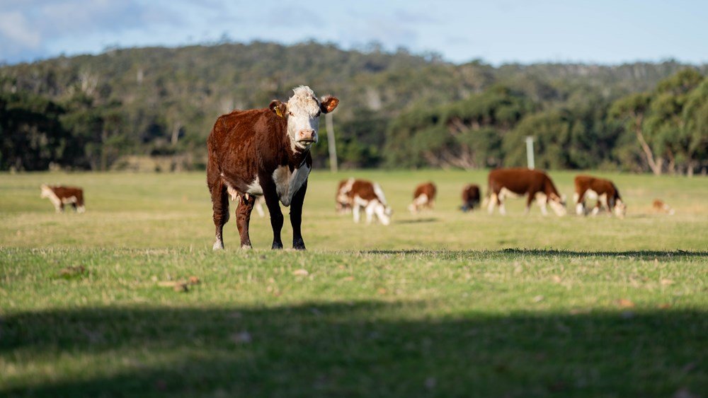 Bloomberg: Καμία προοπτική για φθηνότερο μοσχαρίσιο κρέας διεθνώς – “Πέφτει” η προσφορά και από τη Βραζιλία
