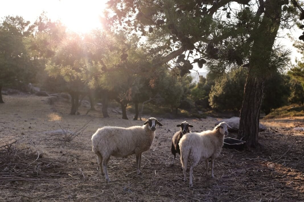 Αδειάζει-τα-ελληνικά-μαντριά-η-ευλογιά-των-αιγοπροβάτων