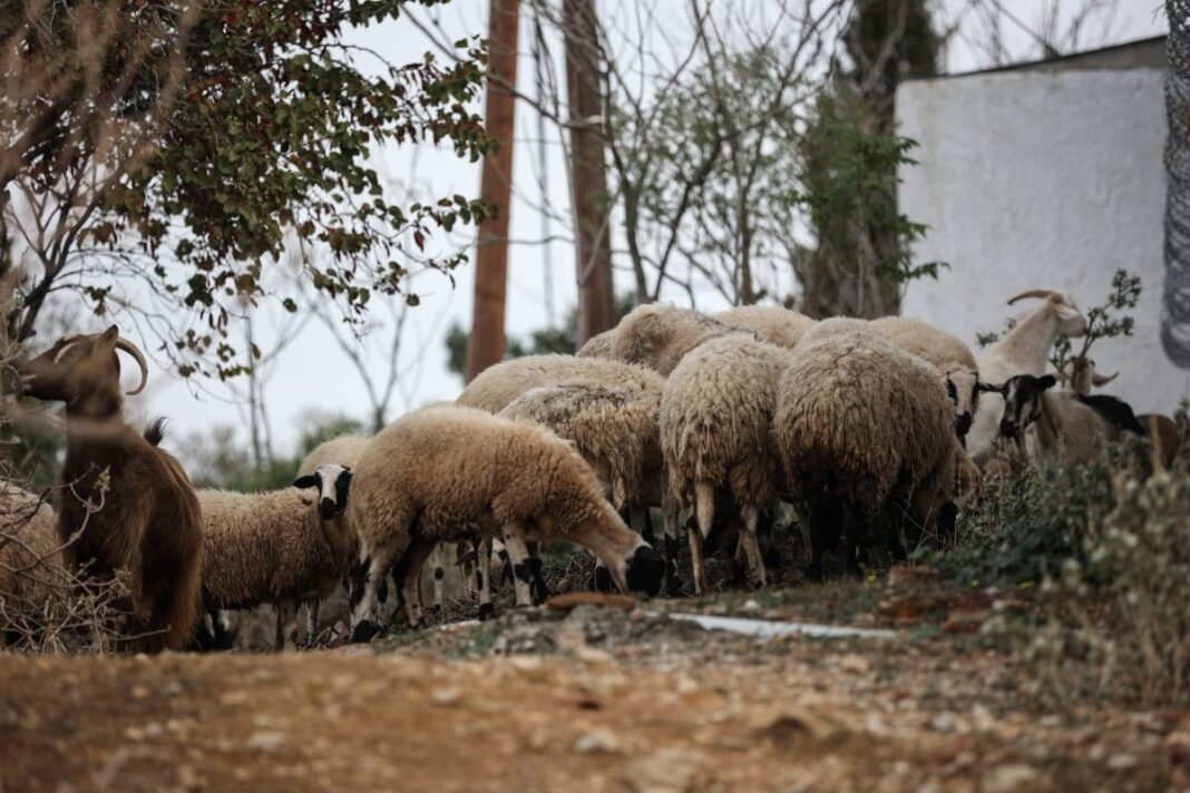 Ευλογιά αιγοπροβάτων: 2.172 τα επιβεβαιωμένα κρούσματα – «Κανένας εφησυχασμός το καλοκαίρι» Ευλογιά-αιγοπροβάτων:-2.172-τα-επιβεβαιωμένα-κρούσματα-–-«Κανένας-εφησυχασμός-το-καλοκαίρι»
