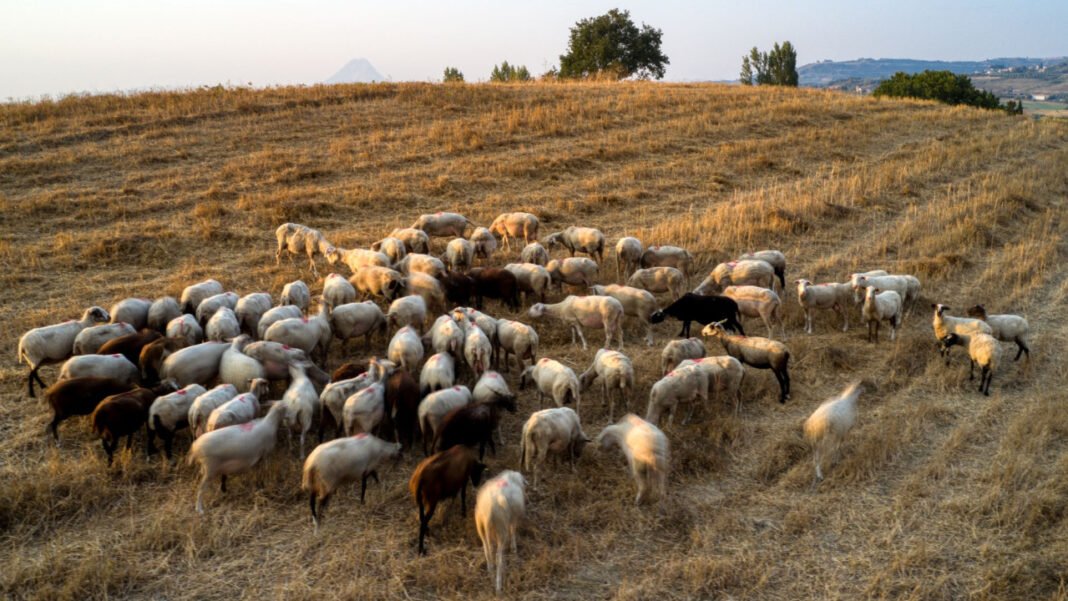 ΥΠΑΑΤ: Επιπλέον 12,5 εκατ. ευρώ στις Περιφέρειες για την ενίσχυση της βιοασφάλειας ΥΠΑΑΤ:-Επιπλέον-12,5-εκατ.-ευρώ-στις-Περιφέρειες-για-την-ενίσχυση-της-βιοασφάλειας