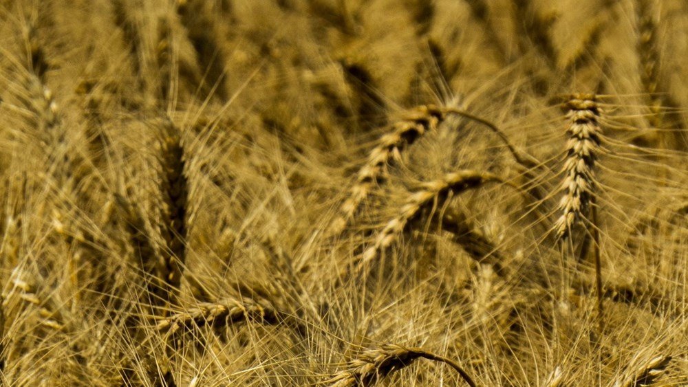 Σιτάρι: Άνοδος έως 2,5% στις ΗΠΑ λόγω των ανησυχιών για τις εξαγωγές από τη Μαύρη Θάλασσα Σιτάρι:-Άνοδος-έως-2,5%-στις-ΗΠΑ-λόγω-των-ανησυχιών-για-τις-εξαγωγές-από-τη-Μαύρη-Θάλασσα