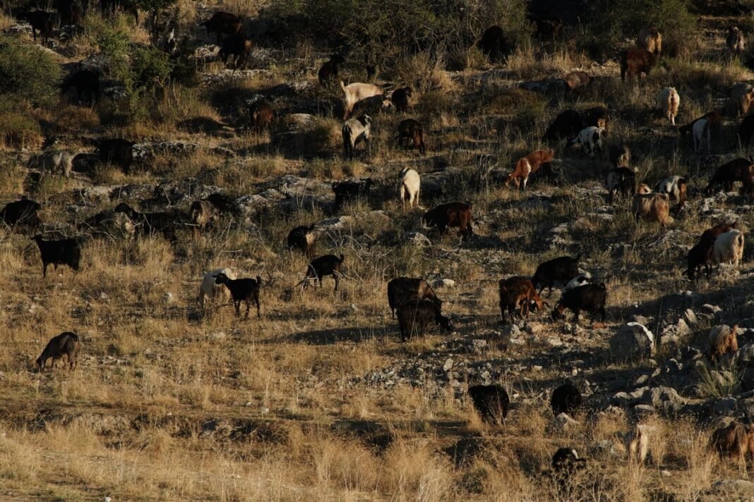Η Ελλάδα ανακτά το επίσημο καθεστώς χώρας απαλλαγμένης από την πανώλη μικρών μηρυκαστικών Η-Ελλάδα-ανακτά-το-επίσημο-καθεστώς-χώρας-απαλλαγμένης-από-την-πανώλη-μικρών-μηρυκαστικών