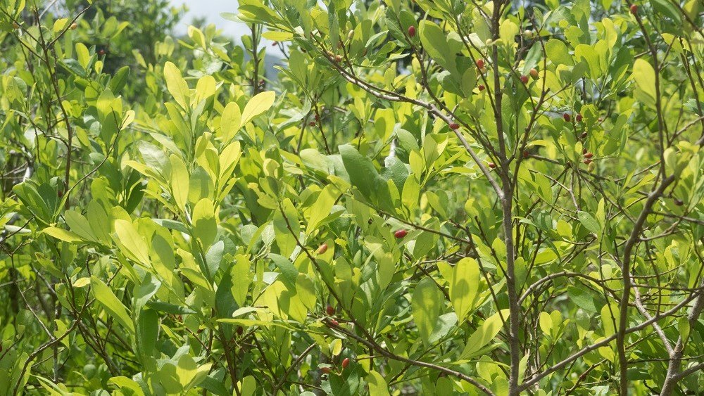 Βολιβία: Οι καλλιέργειες κόκας αυξήθηκαν κατά 7% Βολιβία:-Οι-καλλιέργειες-κόκας-αυξήθηκαν-κατά-7%