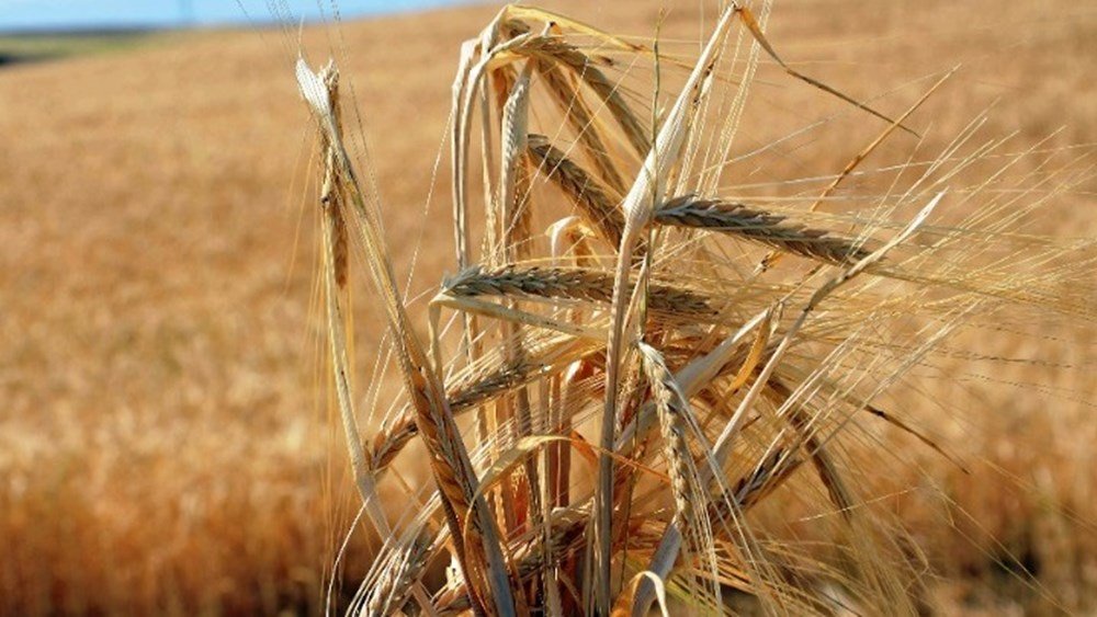 Ρωσία: Οι εναλλακτικές οδοί εξαγωγής σιτηρών δεν καλύπτουν το κενό της Μαύρης Θάλασσας Ρωσία:-Οι-εναλλακτικές-οδοί-εξαγωγής-σιτηρών-δεν-καλύπτουν-το-κενό-της-Μαύρης-Θάλασσας